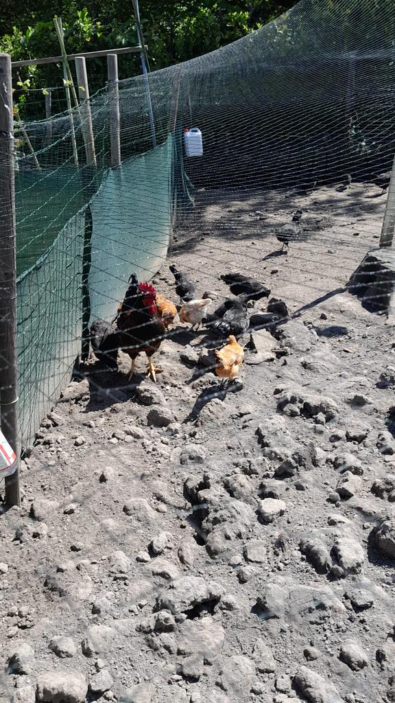 Kippen, Dieren en Toebehoren, Pluimvee, Meerdere dieren, Kip