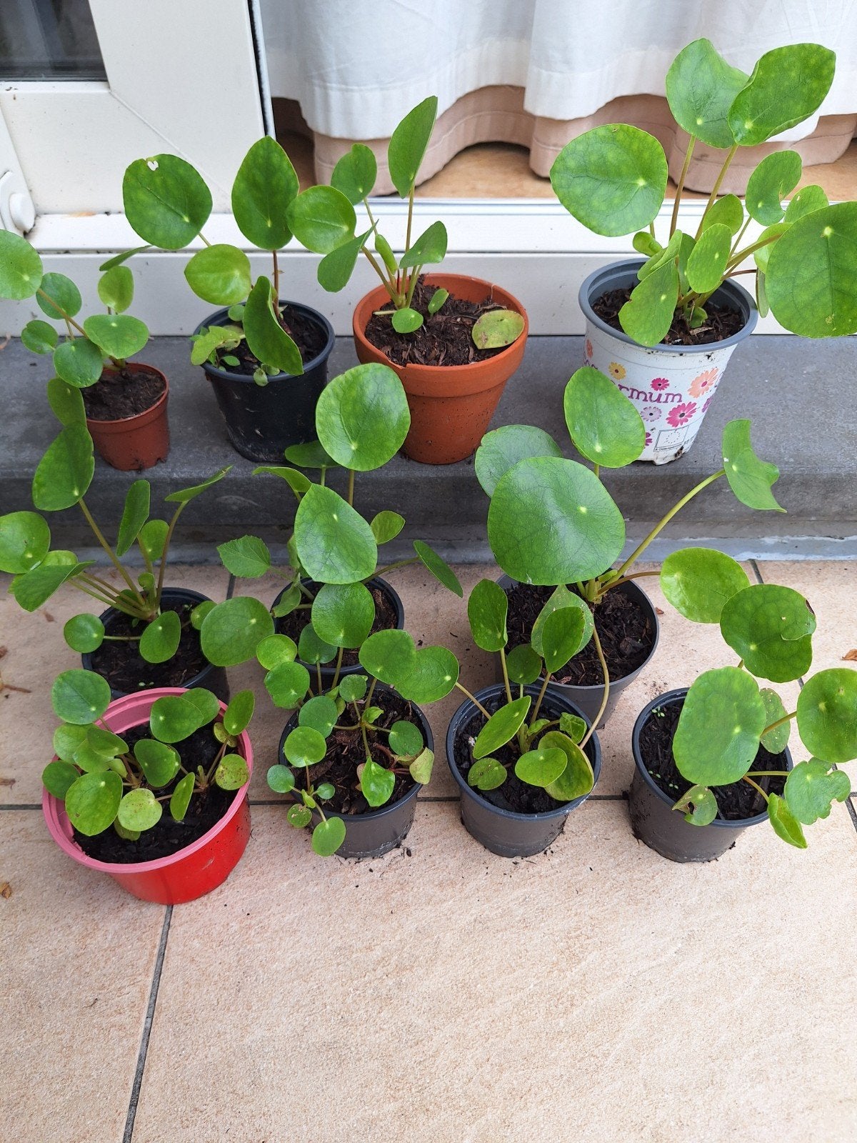 Pannenkoekplantjes 1 euro/'t stuk, Maison & Meubles, Plantes d'intérieur, Plante potagère, En pot, Moins de 100 cm, Enlèvement