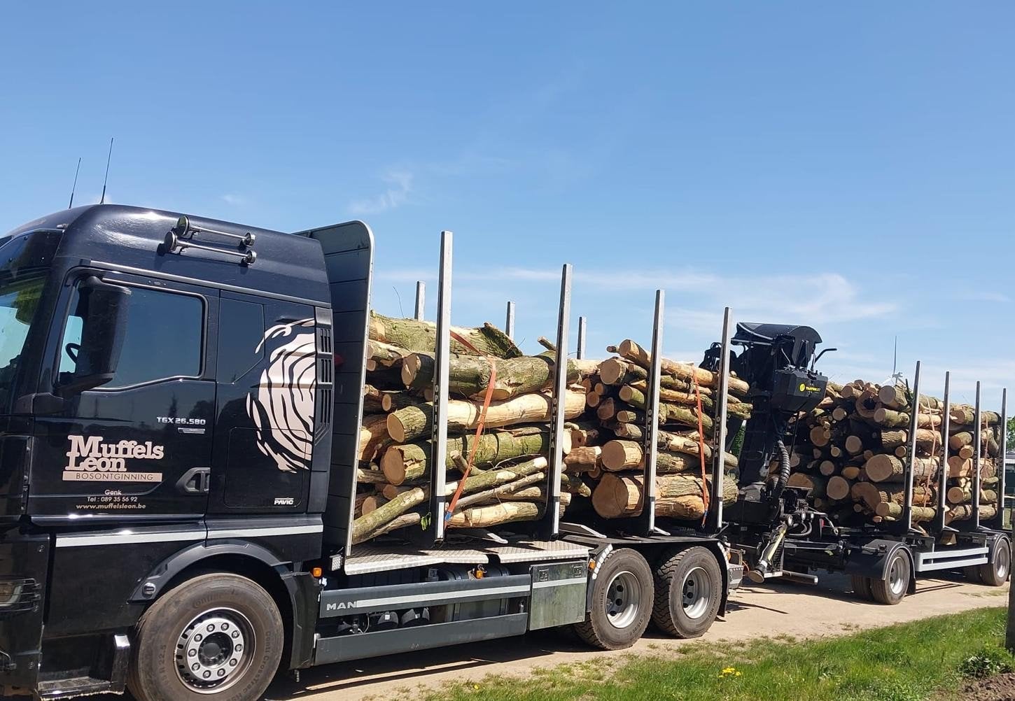 BRANDHOUT OP STAM, Enlèvement, Chêne, Troncs d'arbres