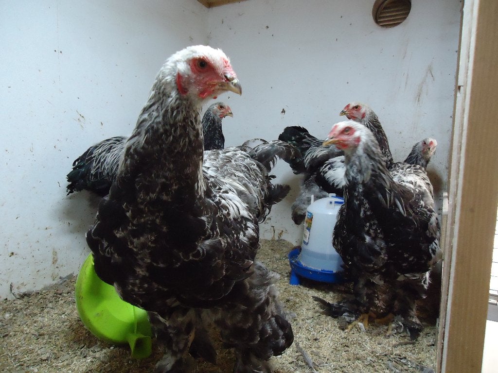 brahma hanen, Dieren en Toebehoren, Mannelijk, Kip