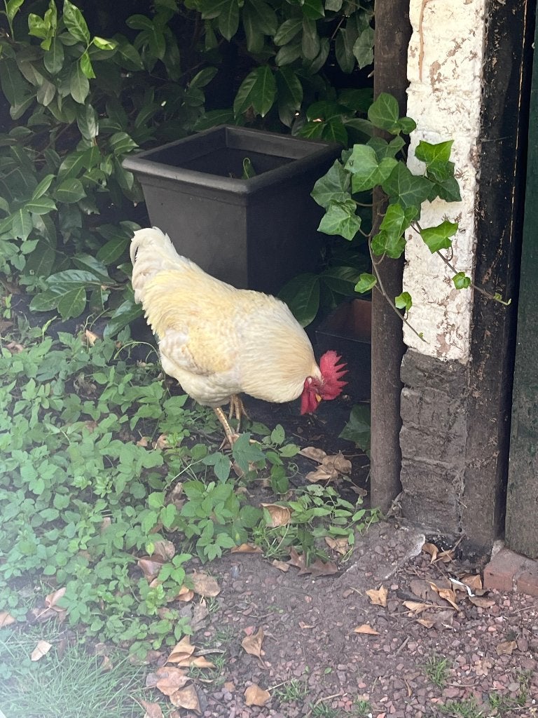 Haan, Dieren en Toebehoren, Mannelijk, Kip