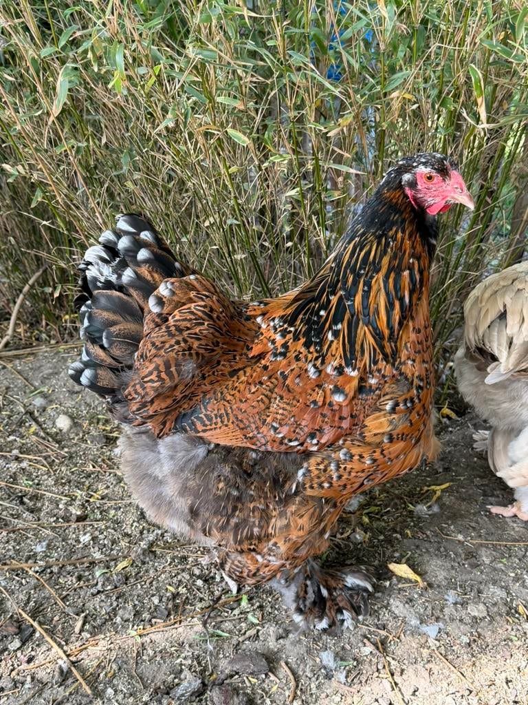 Brahma porselein, Dieren en Toebehoren