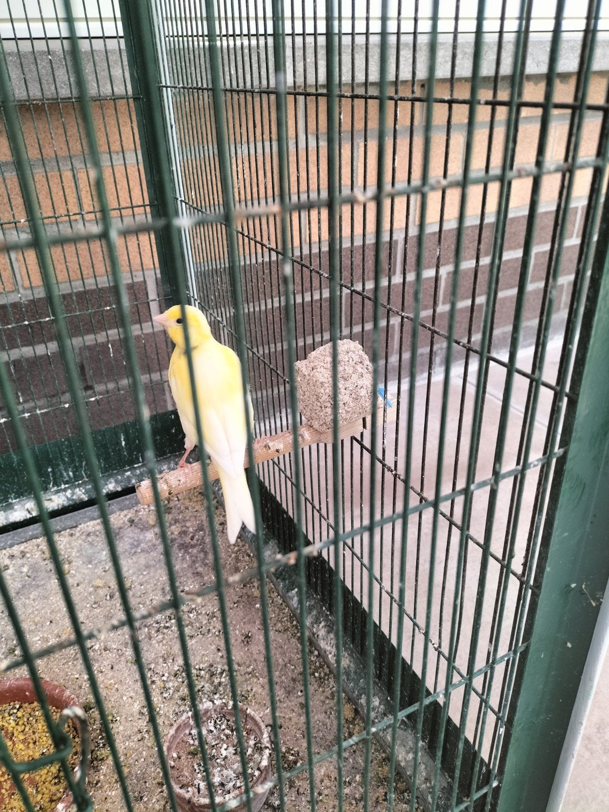 canaris de stature, jaunes et tachetés de jaune