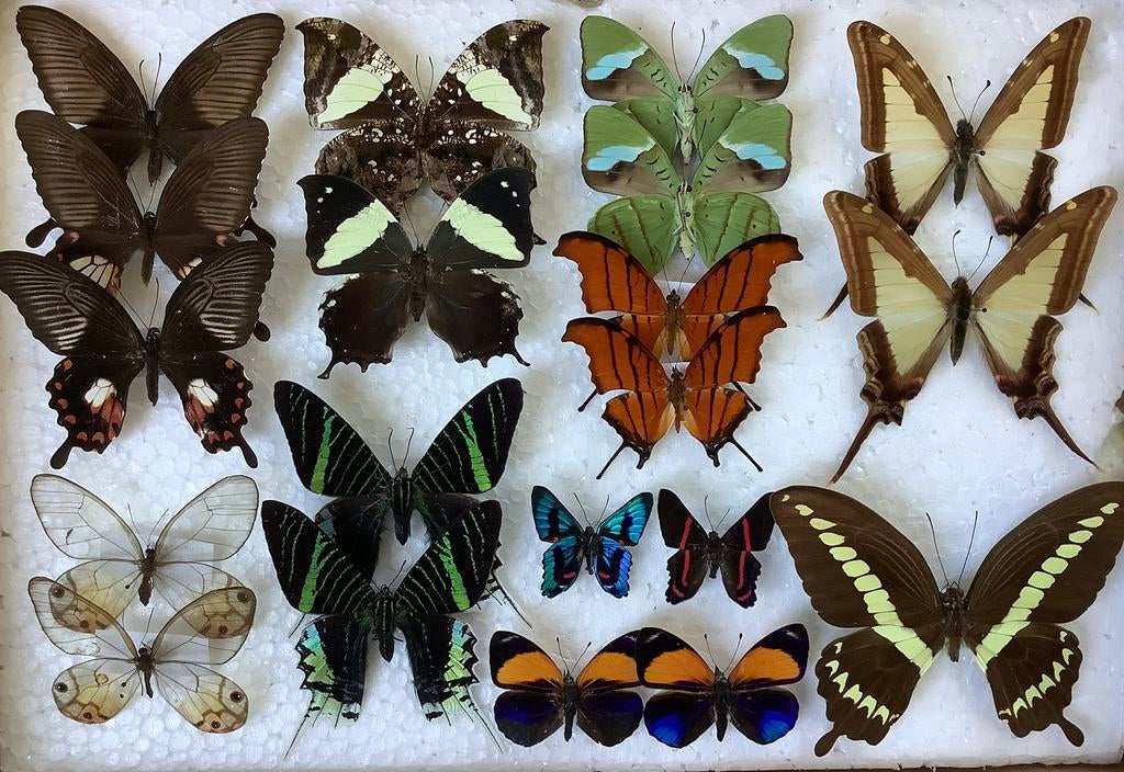 VLINDERS voor collectie, 7€/specimen, Ophalen of Verzenden