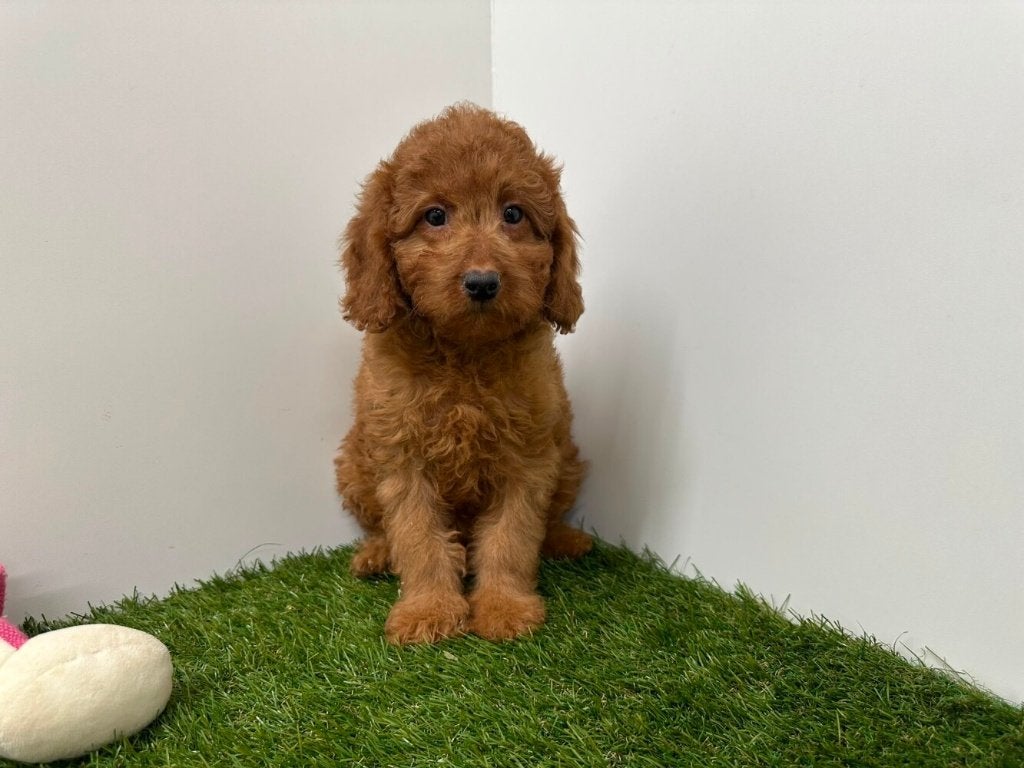 Cavapoo pups (F1), België, 8 tot 15 weken, Parvo, Meerdere