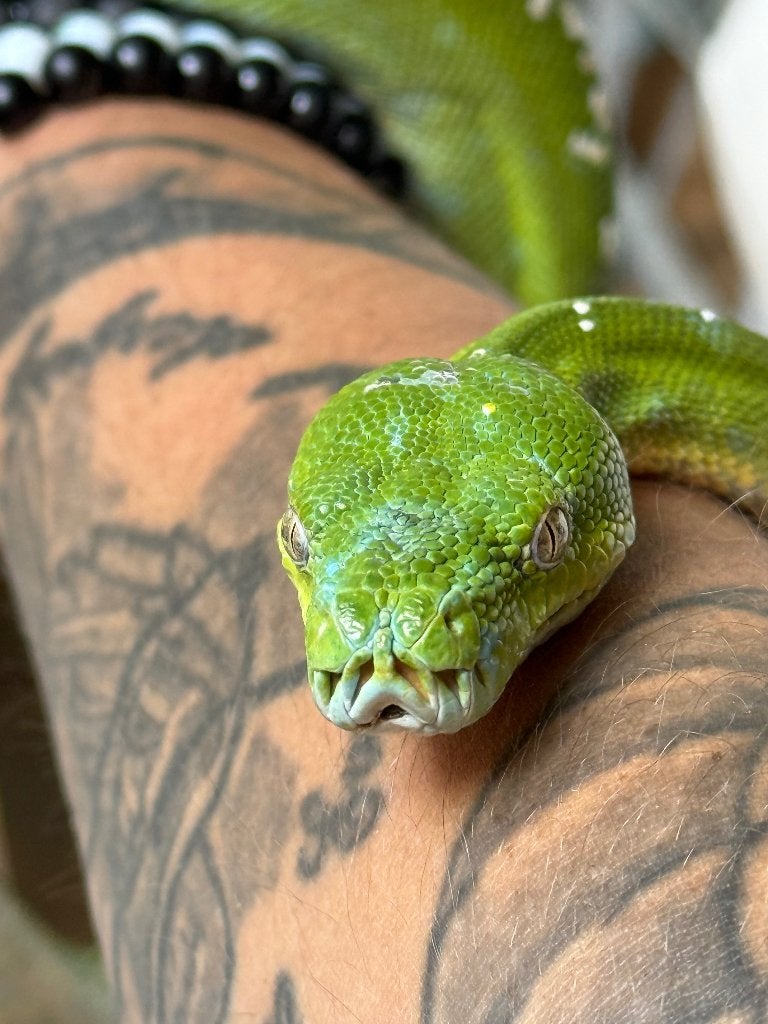 1.1 Morelia viridis Aru 2021, Serpent, Avec terrarium, 3 à 6 ans