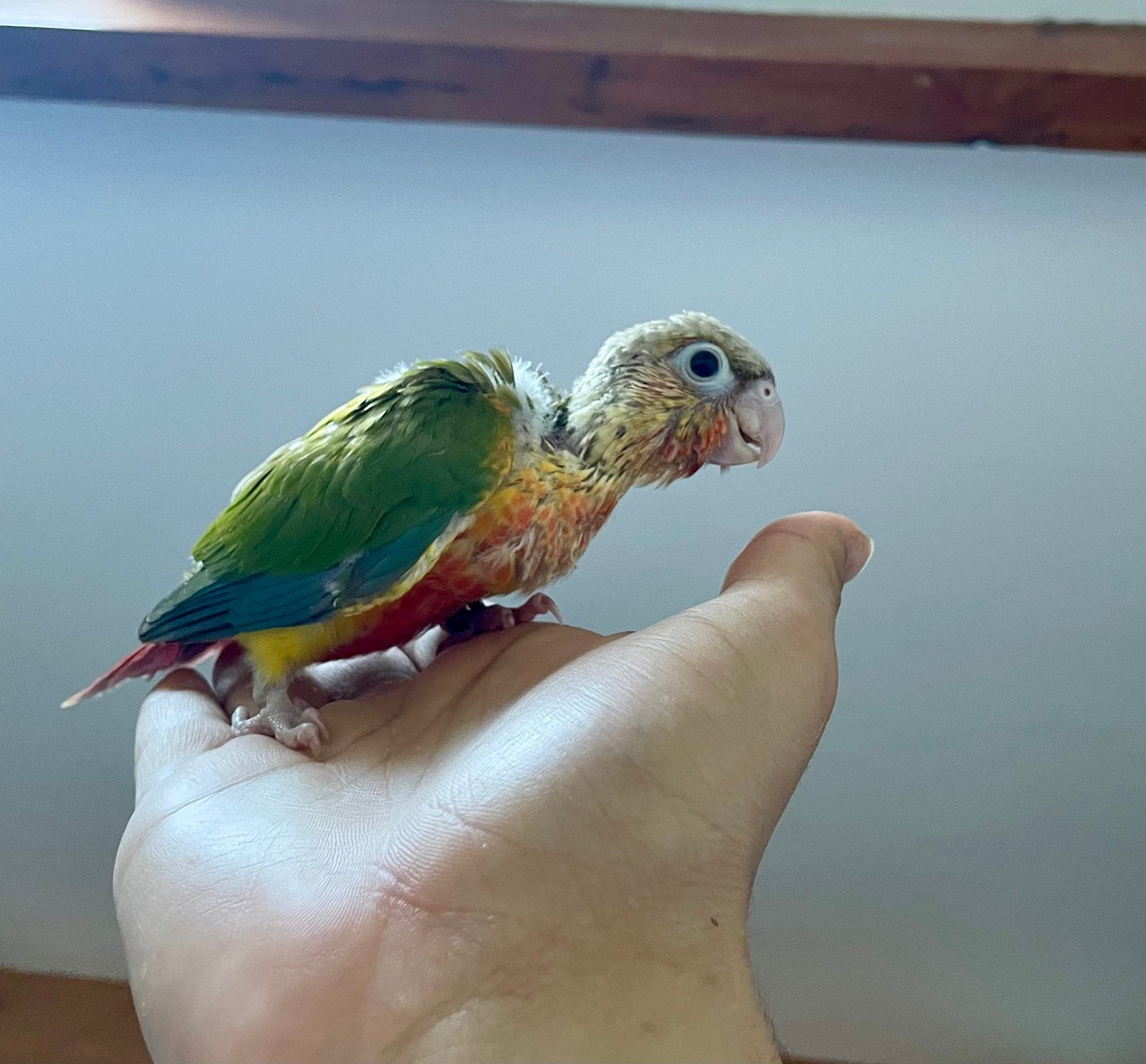 Conure EAM en acier inoxydable, Enlèvement
