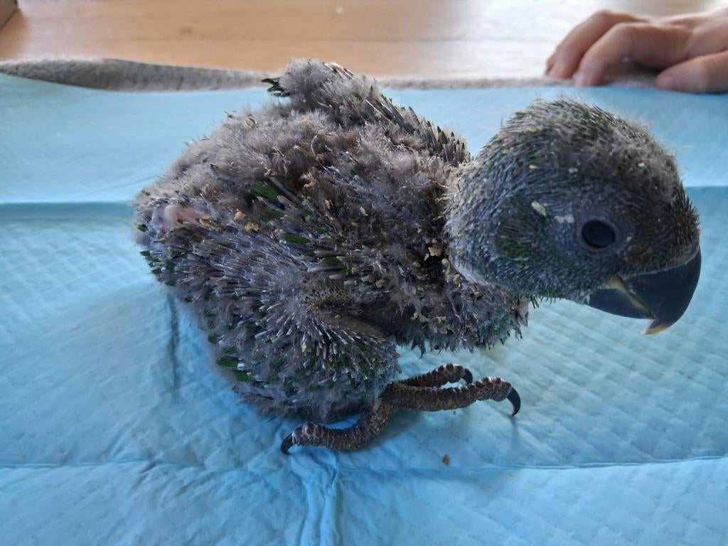 edelpapegaai, Dieren en Toebehoren, Geringd