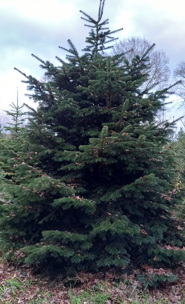 Grote Nordmann Kerstbomen, Diversen, Ophalen, Nieuw