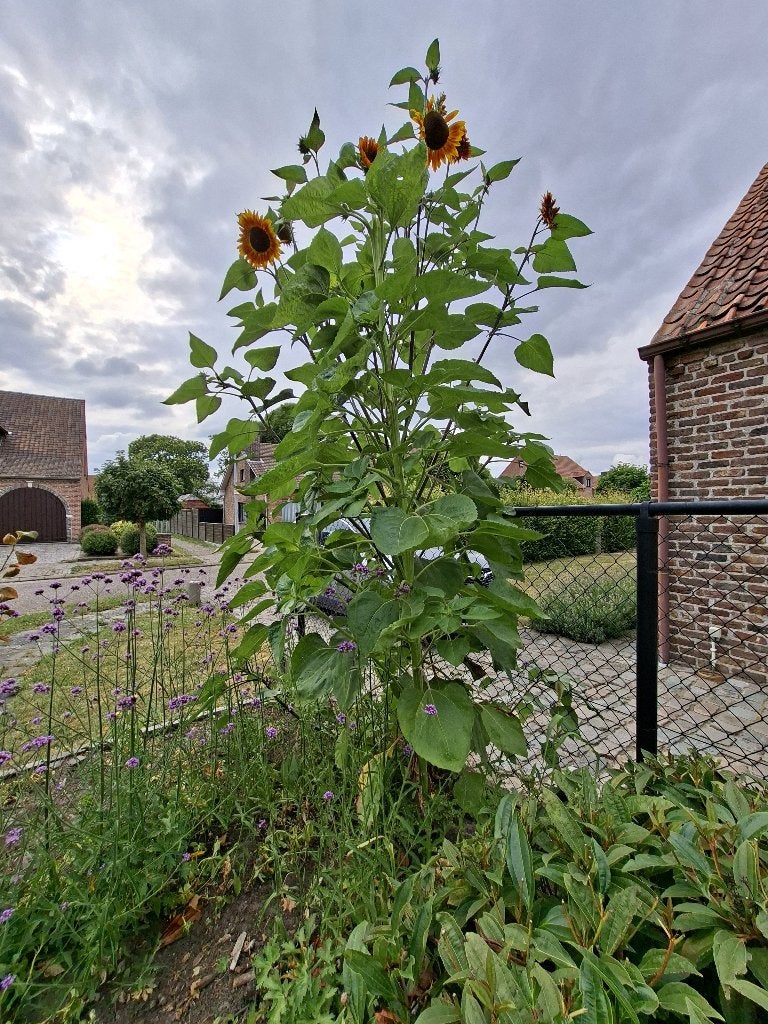 25 zaden hoge zonnebloem - AVONDROOD, Ophalen of Verzenden, Voorjaar, Volle zon, Zaad