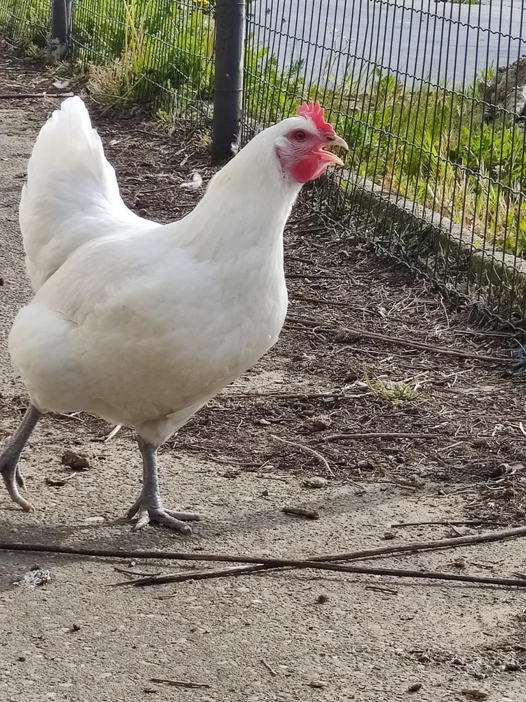 2 Poule de bresse hennen van dit jaar, Dieren en Toebehoren, Vrouwelijk, Kip