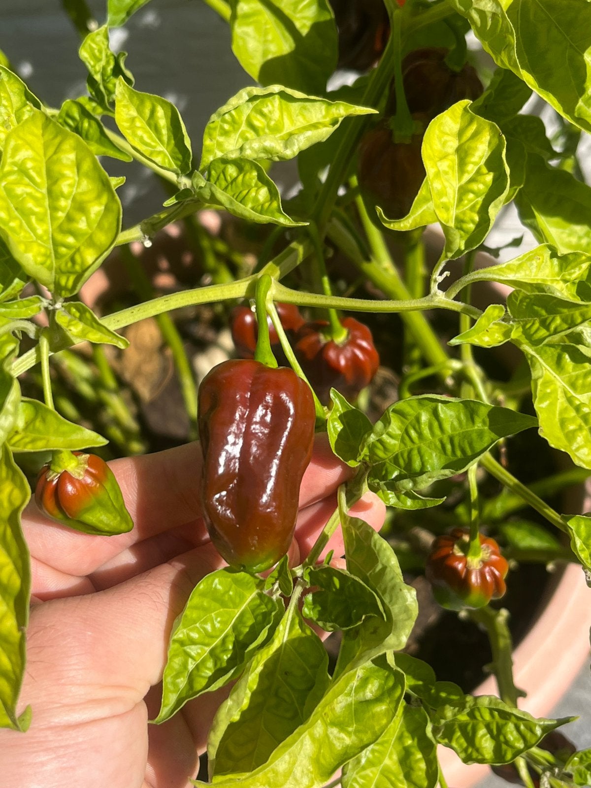Piments habanoro au chocolat, Jardin & Terrasse, Enlèvement