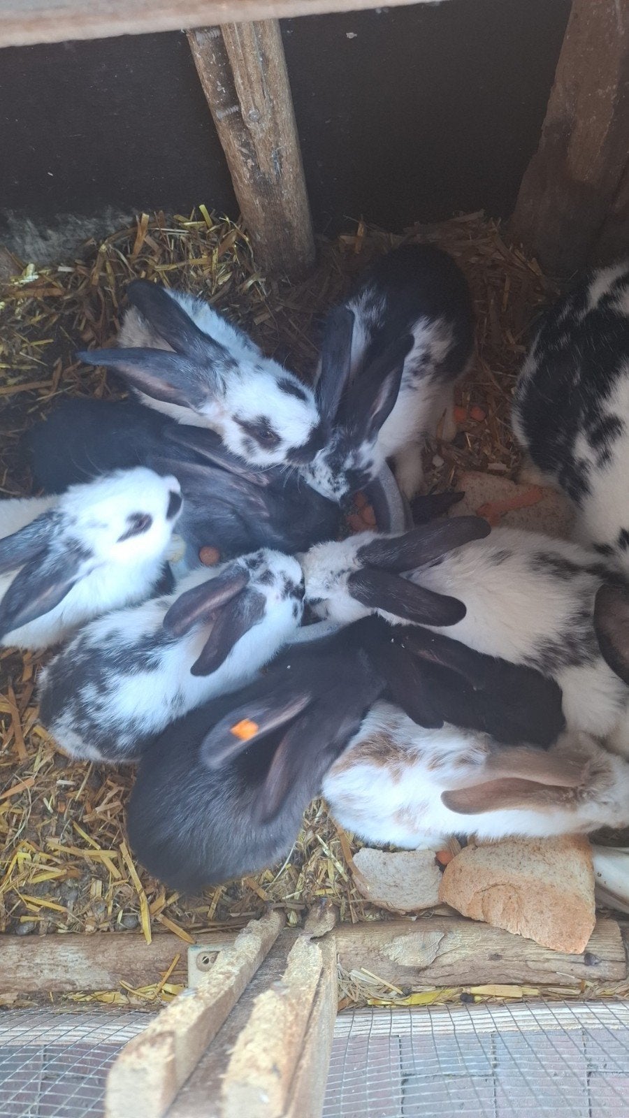 Nestje vlinder konijnen 7weken oud, Dieren en Toebehoren, Konijnen