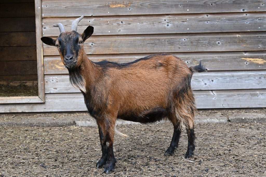 2 dwerggeitjes mieke, Femelle, Chèvre, 0 à 2 ans