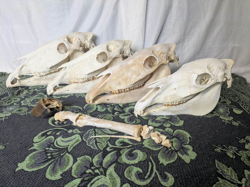 Crâne de cheval, partie inférieure de la jambe, os, anatomie, Envoi, Utilisé, Cheval, Crâne