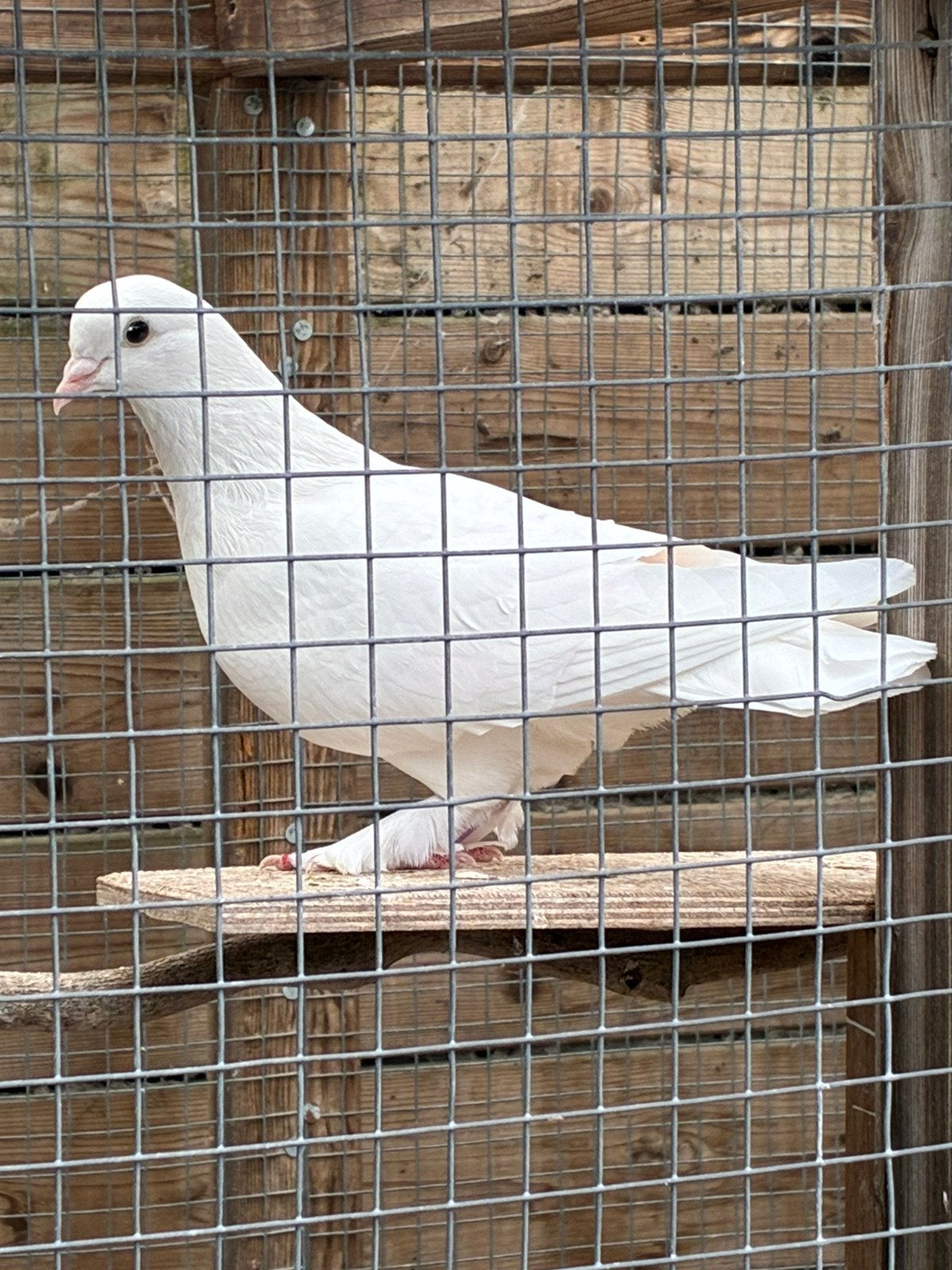 Witte sierduif, Dieren en Toebehoren, Vogels | Duiven, Mannelijk, Overige soorten