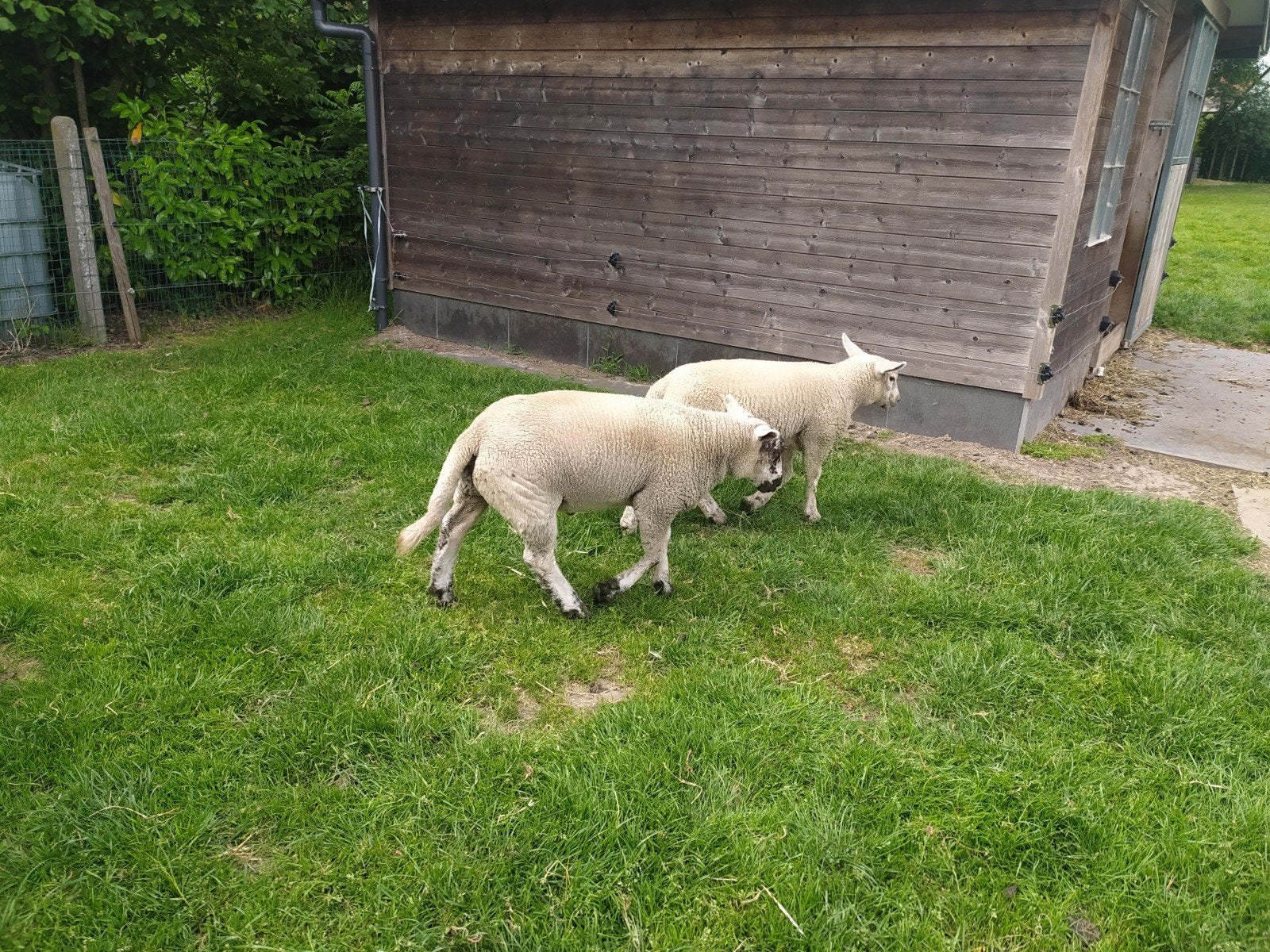 Suffolk lammeren 1 bok en 1 ooi, Dieren en Toebehoren, Schapen, Geiten en Varkens