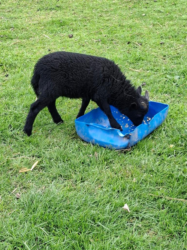 Ouessant schaapjes, Dieren en Toebehoren, Schapen, Geiten en Varkens, Meerdere dieren, Schaap, 0 tot 2 jaar