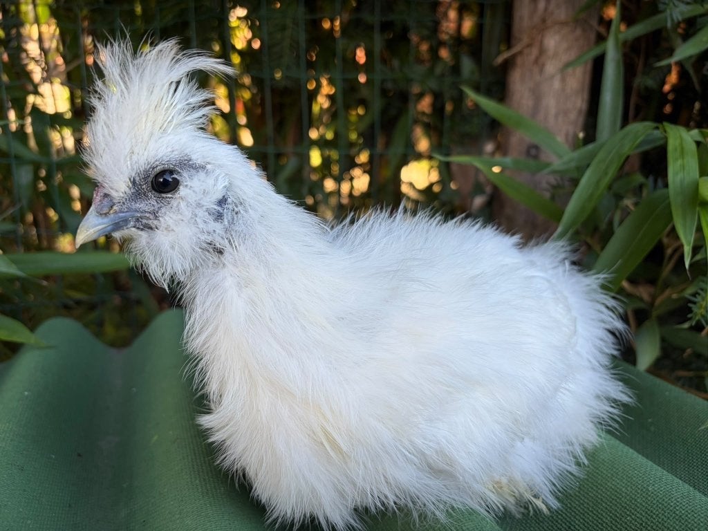 Coq de sauvagine blanche, lignée européenne, Mâle, Poule ou poulet