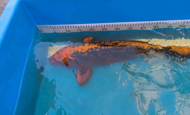 koi 50 cm, Dieren en Toebehoren