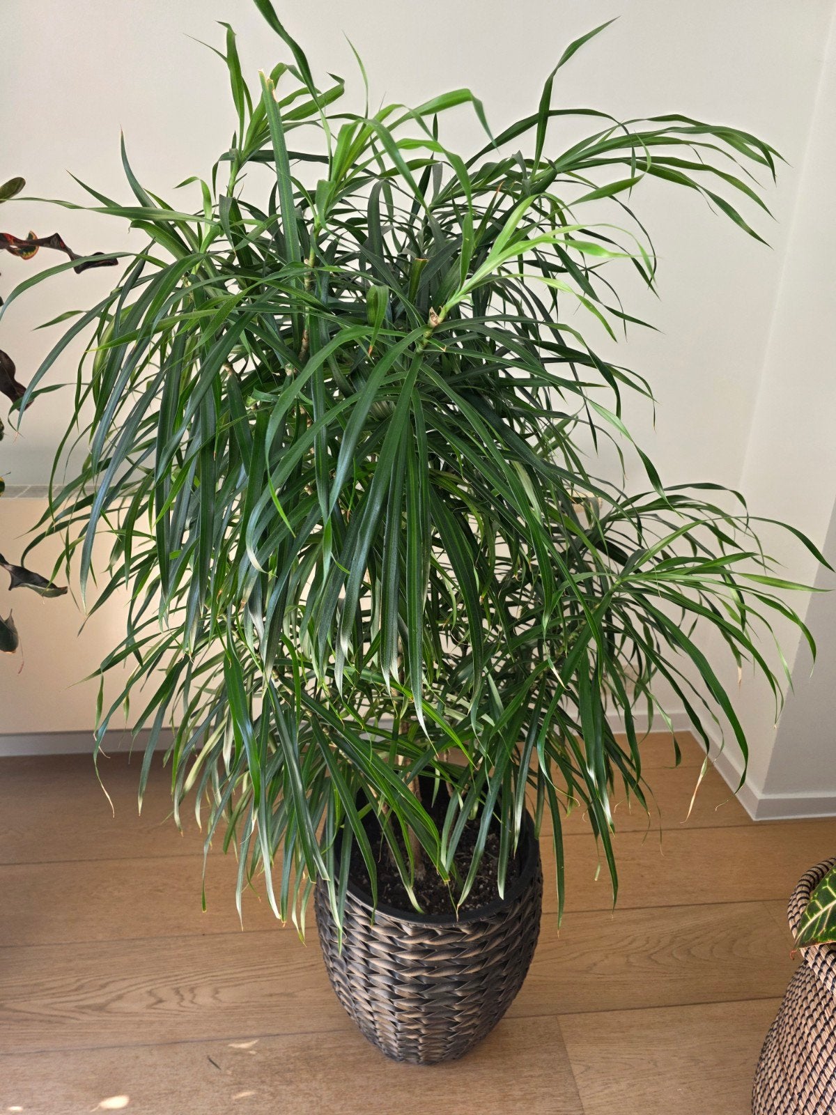 Dracanea Riki in kweekpot – hoogte 120cm, Huis en Inrichting, Kamerplanten, Ophalen, 100 tot 150 cm, Overige soorten, Halfschaduw