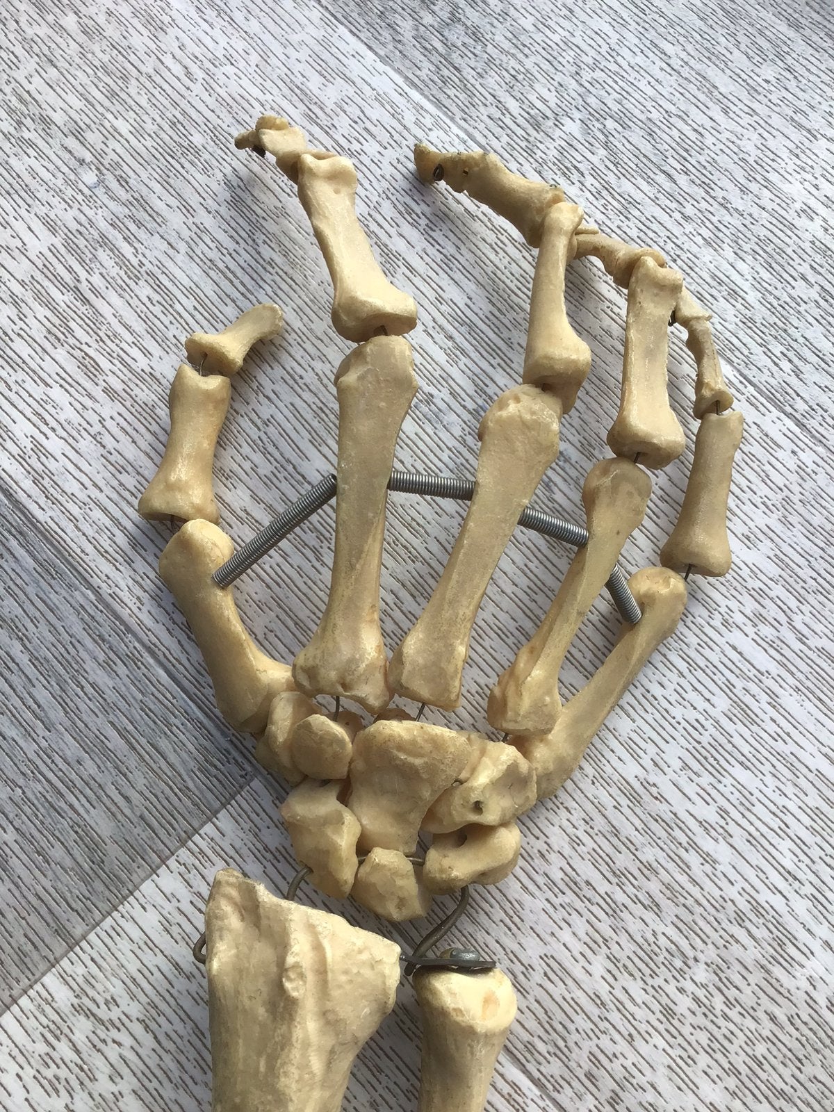 Skelet model anatomie / handskelet met onderarm, Ophalen of Verzenden, Gebruikt