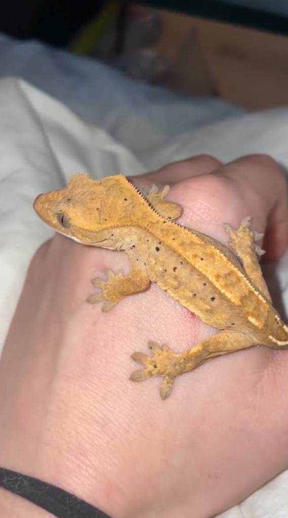 Wimper gekko, Dieren en Toebehoren