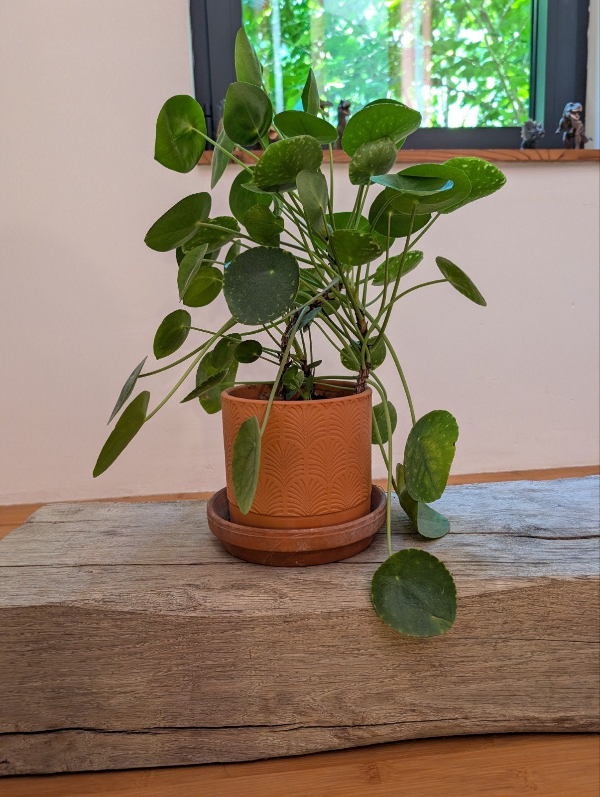 Plante à crêpes dans un magnifique pot en terre cuite, Enlèvement