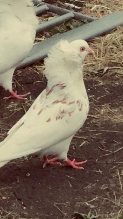 Mooi duiven, Dieren en Toebehoren, Vogels | Duiven, Vrouwelijk, Kropper