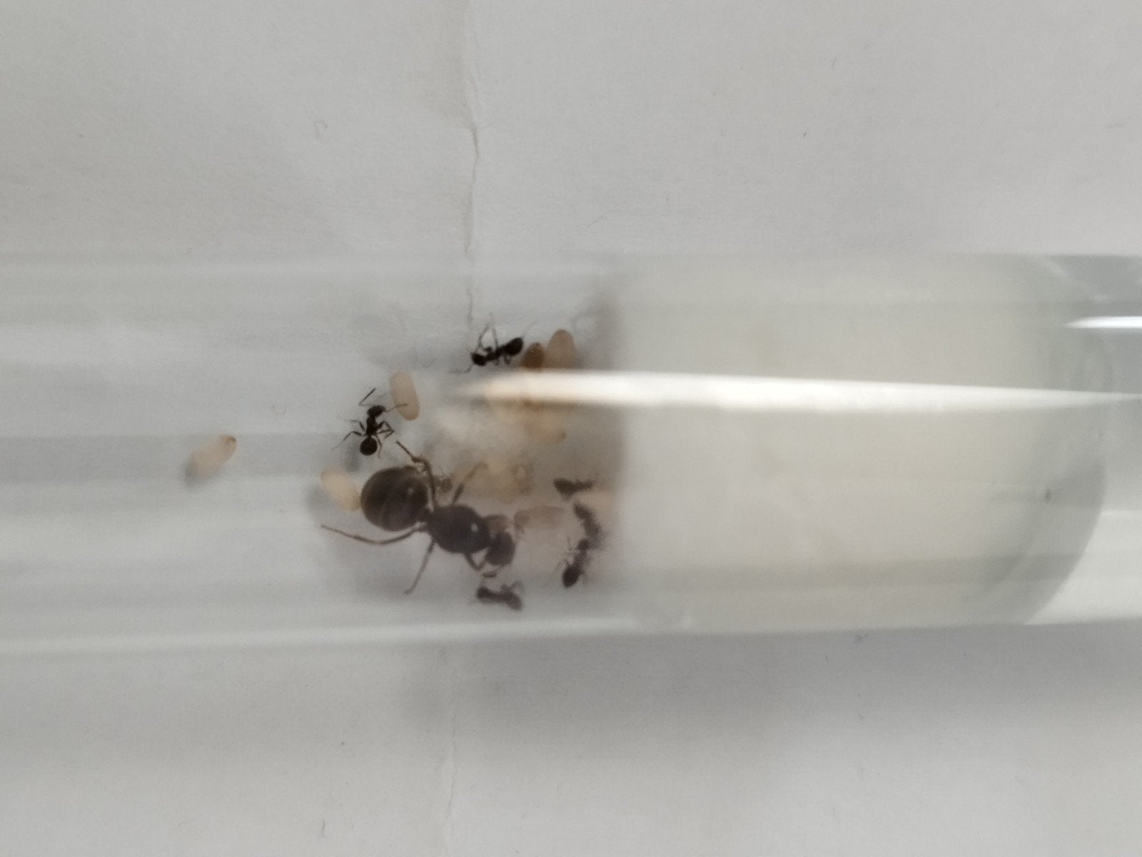 Lasius niger koningin met 8+ werksters en broed., Dieren en Toebehoren, Insecten en Spinnen, Mieren