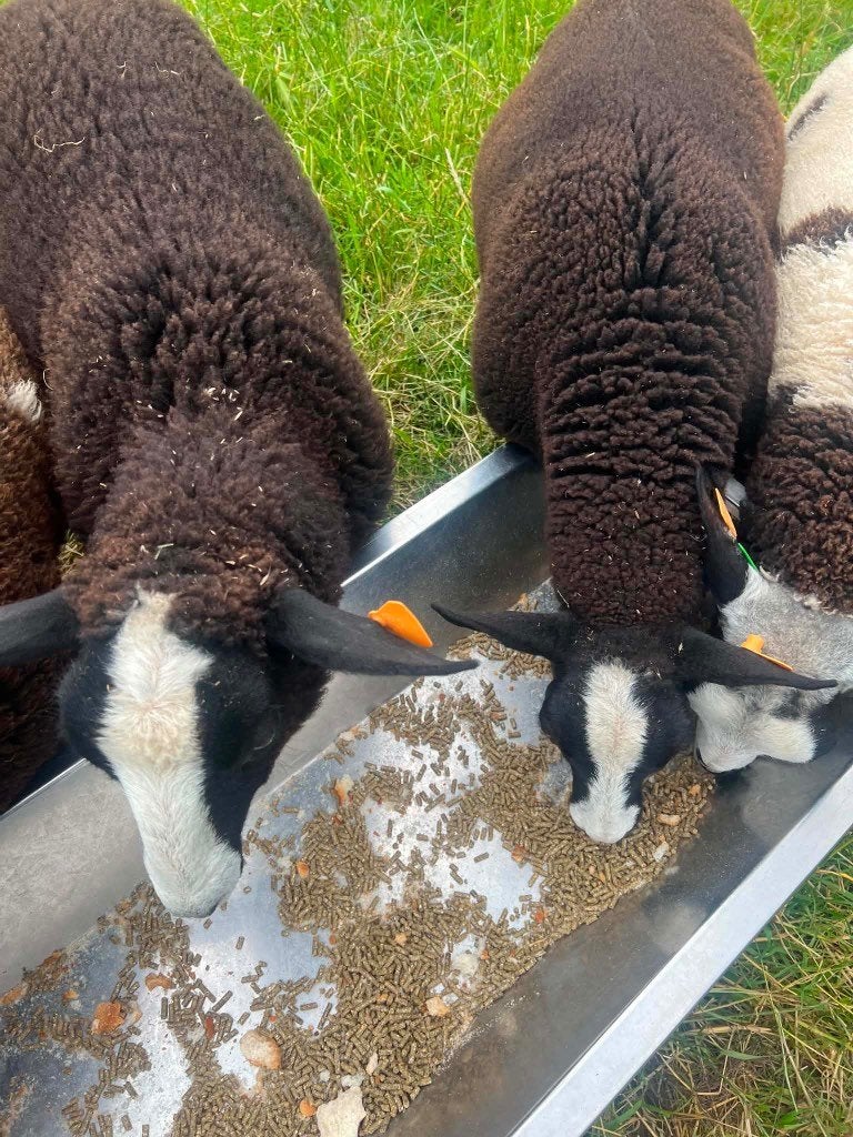 Zwart bles ooien lammeren, Femelle, Mouton, 0 à 2 ans