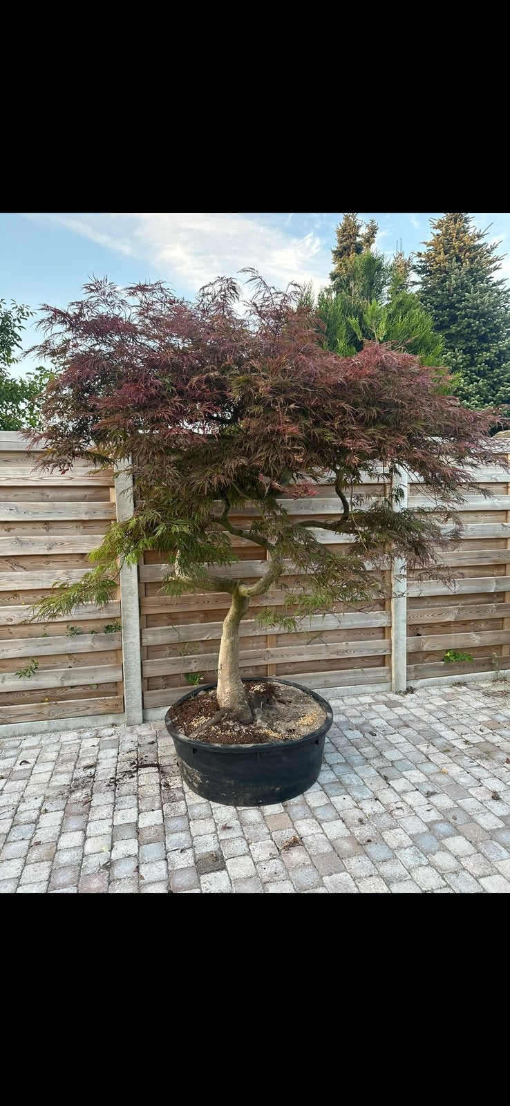 Oude japanse esdoorn, Tuin en Terras, Ophalen