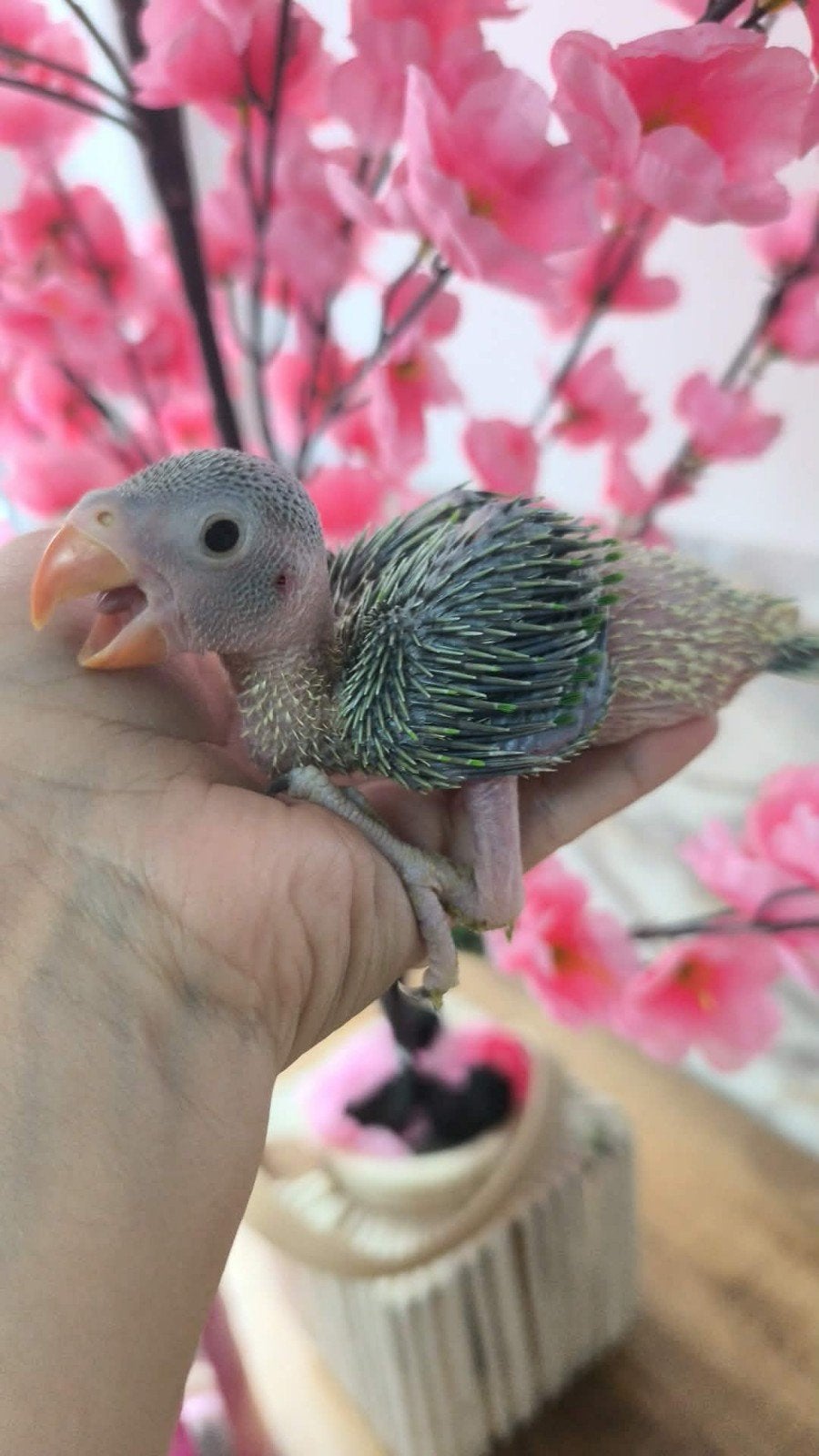 Deux perruche a collier, Animaux & Accessoires, Oiseaux | Perruches & Perroquets
