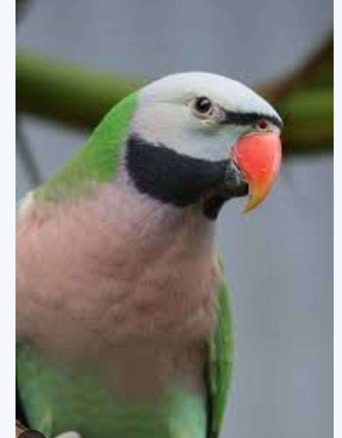 perruches à poitrine rose, Animaux & Accessoires, Oiseaux | Oiseaux Autre