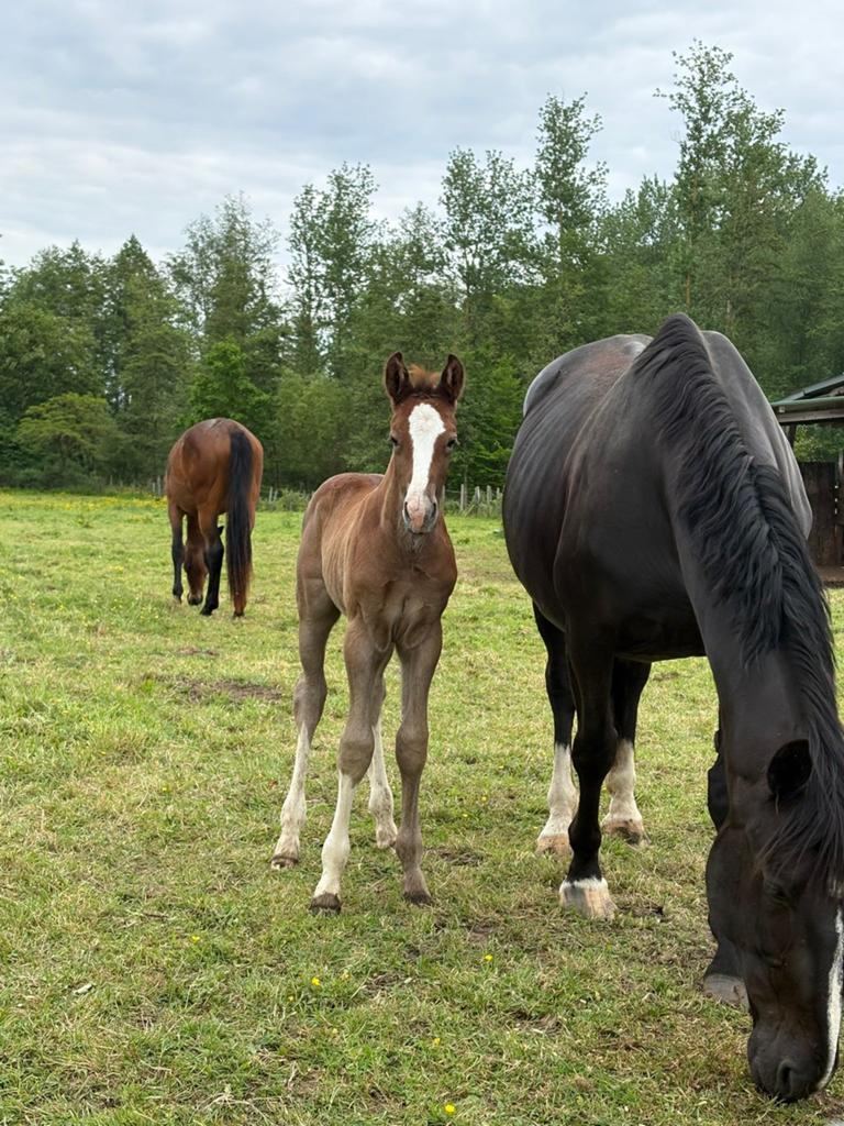 Meerdere springpaarden, Dieren en Toebehoren, Merrie, Z, Recreatiepaard