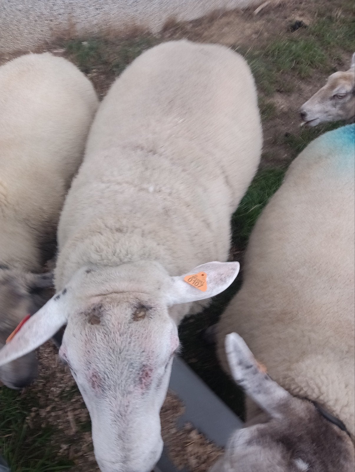 ram 2 jaar, Dieren en Toebehoren