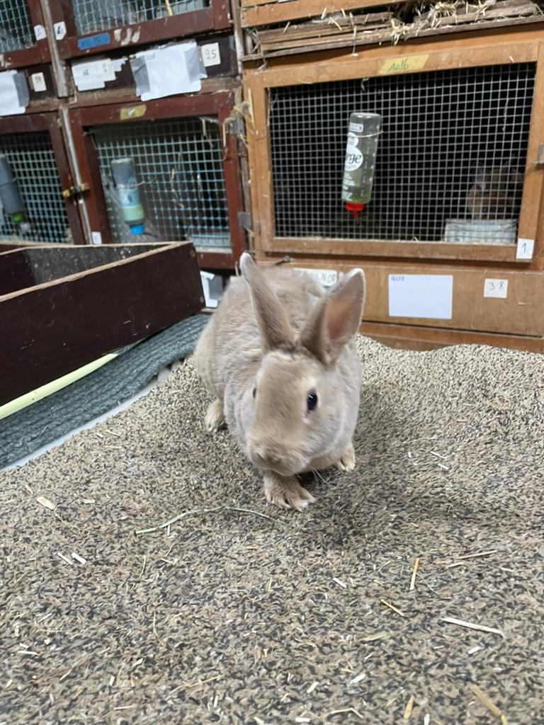 Dwergrex te koop in lynxkleur, Mannelijk, Dwerg, 0 tot 2 jaar