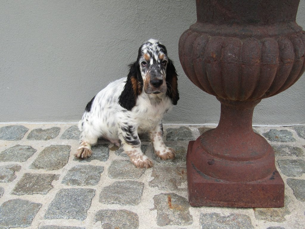 Engelse cocker pups, Animaux & Accessoires, Maladie de Carré (chiens), Chien (mâle), Belgique, Plusieurs