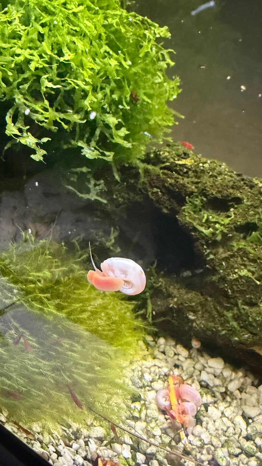 Escargots à cornes, Animaux & Accessoires, Poissons | Poissons d'étang