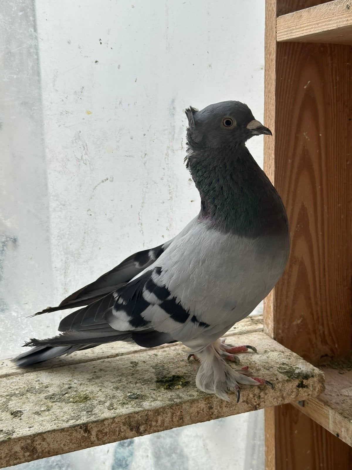 Takla, Animaux & Accessoires, Oiseaux | Pigeons
