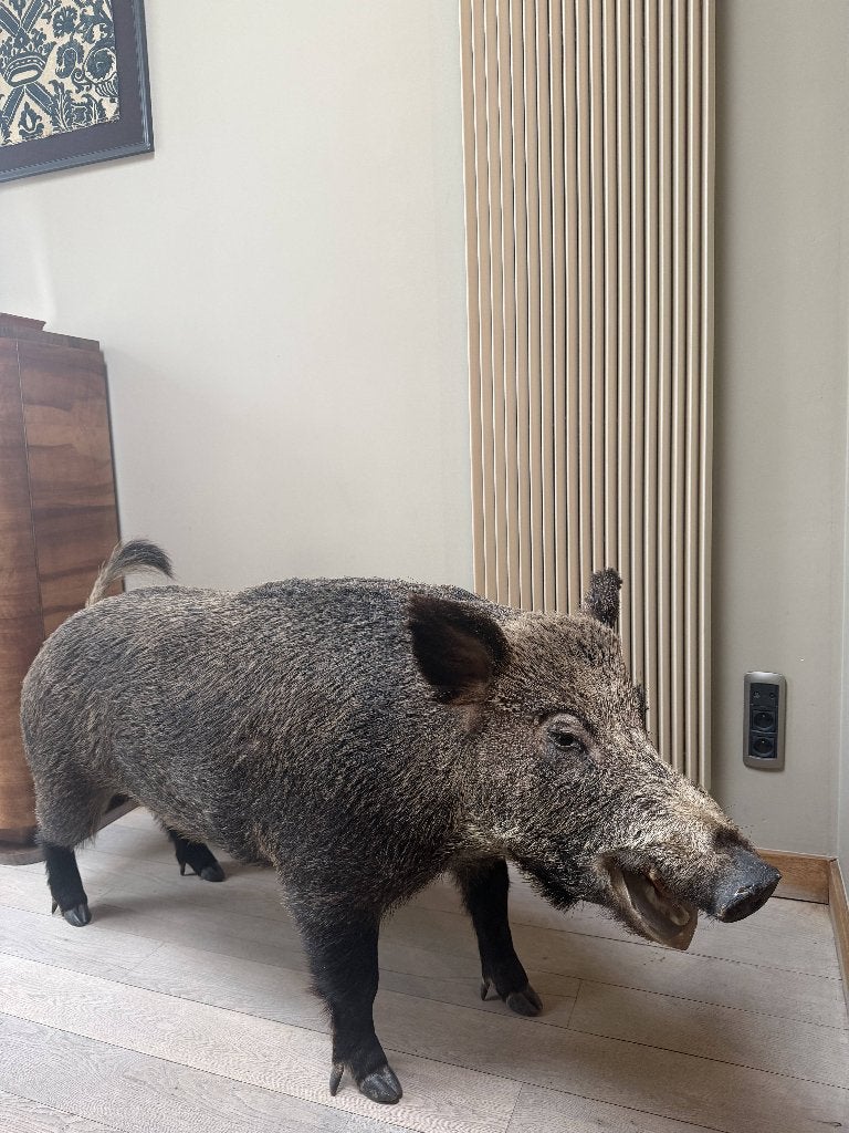 sanglier en peluche, Collections, Enlèvement, Utilisé, Animal sauvage, Animal empaillé