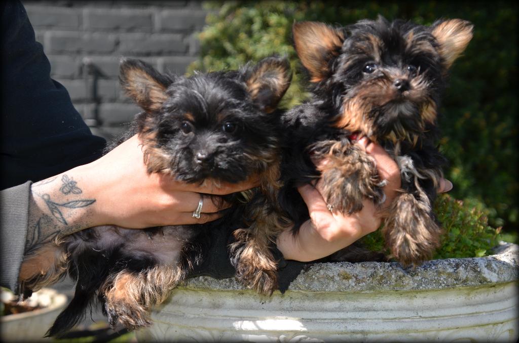 petits chiots Yorkshire Terrier, Yorkshire Terrier, Chien (mâle), Belgique, Plusieurs