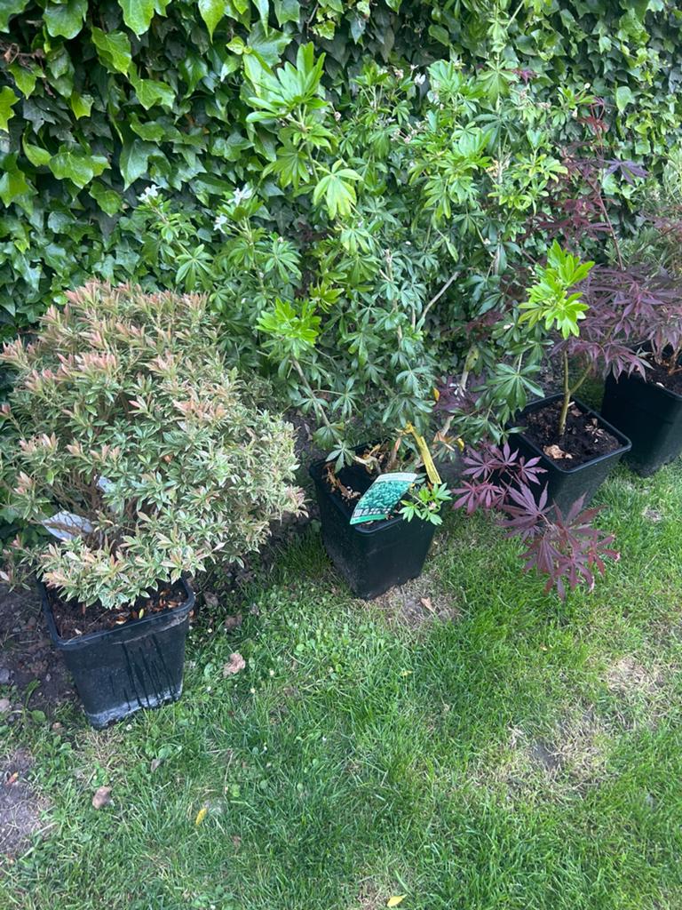 Plante à vendre suite a une réorganisation de mon jardin, Jardin & Terrasse, Enlèvement, Autres espèces, Arbuste
