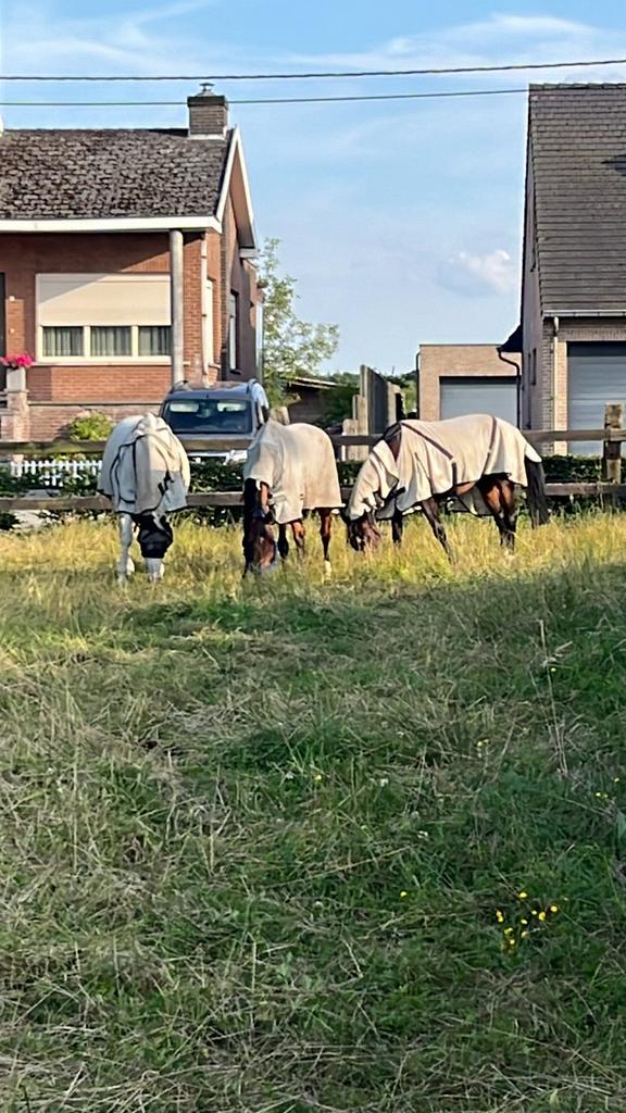 Paardenverzorger/ dierenverzorger gezocht, Juni, Meerdere dieren