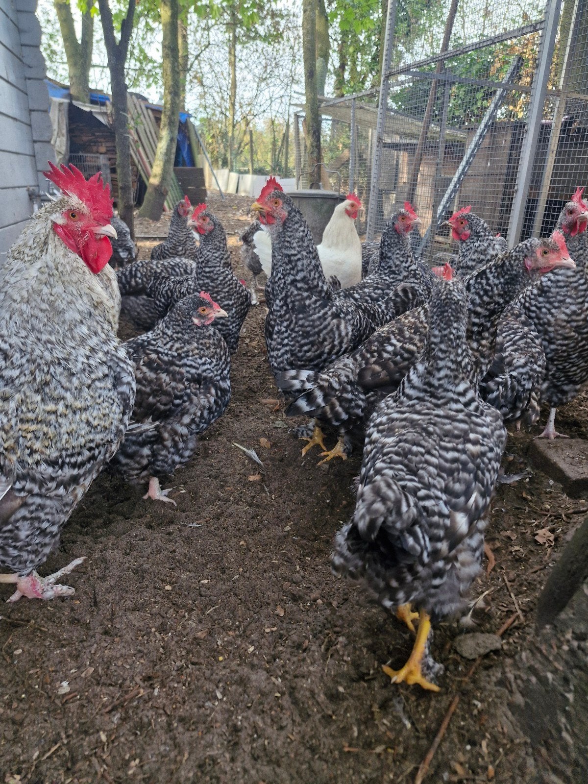 kippen, Dieren en Toebehoren