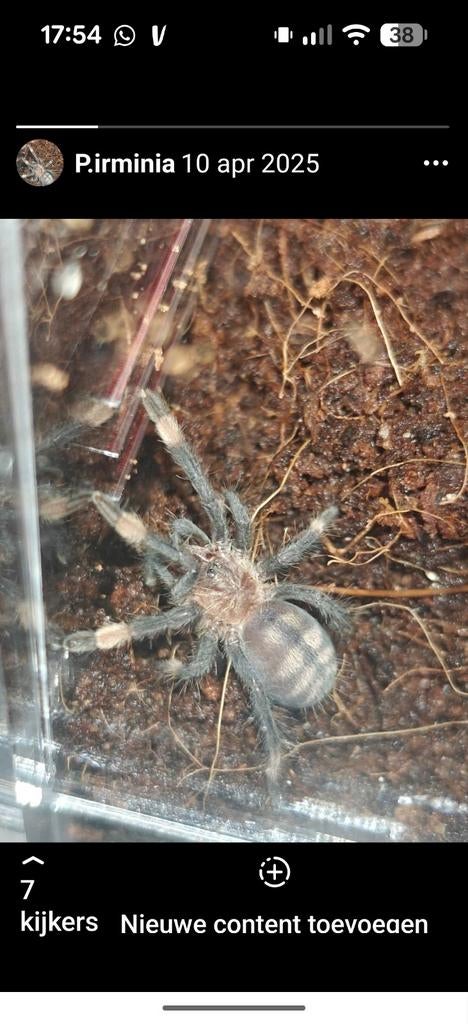 Psalmopoeus irminia, Dieren en Toebehoren