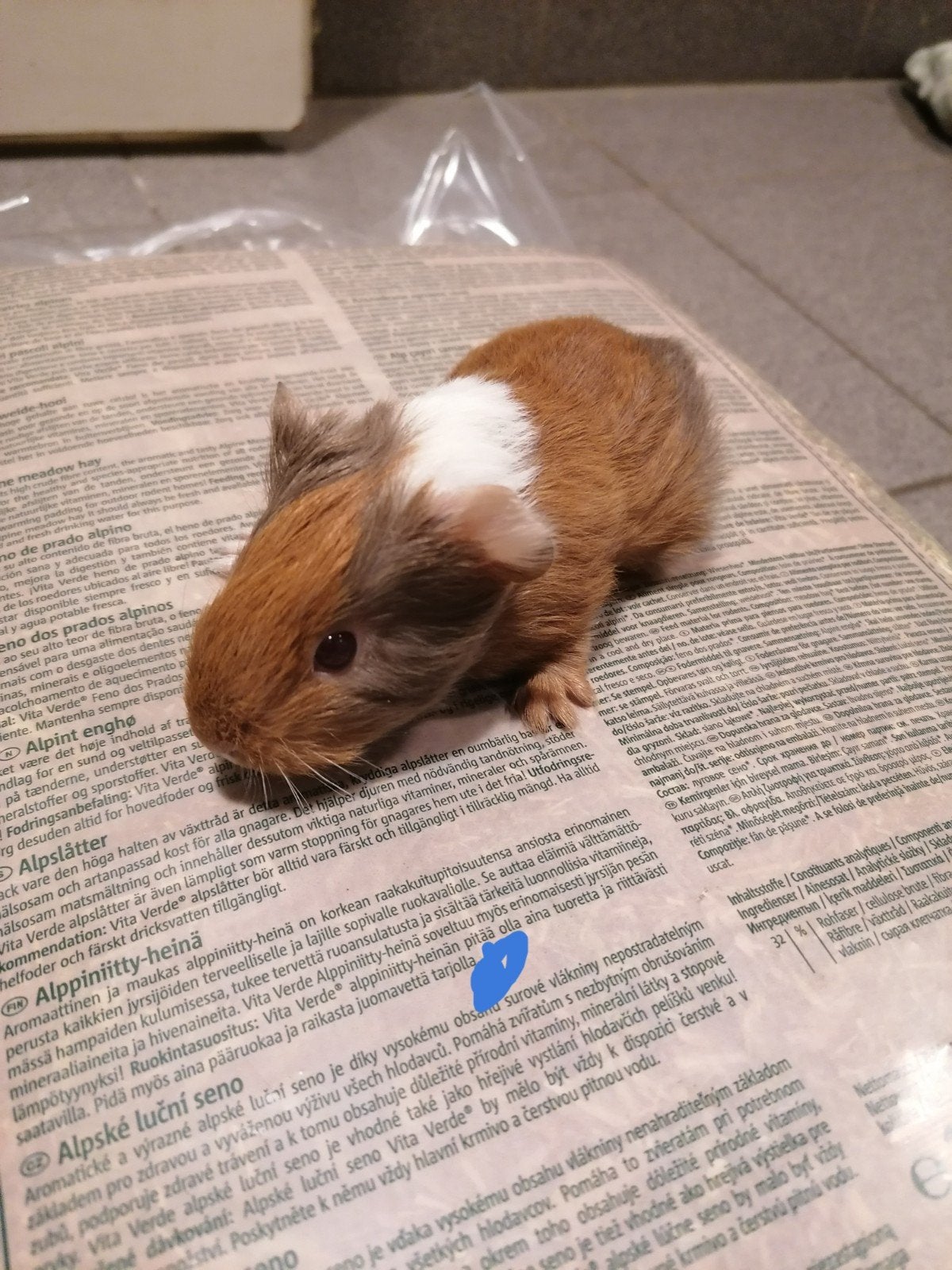 cavia's, Octobre, Plusieurs animaux, Cobaye