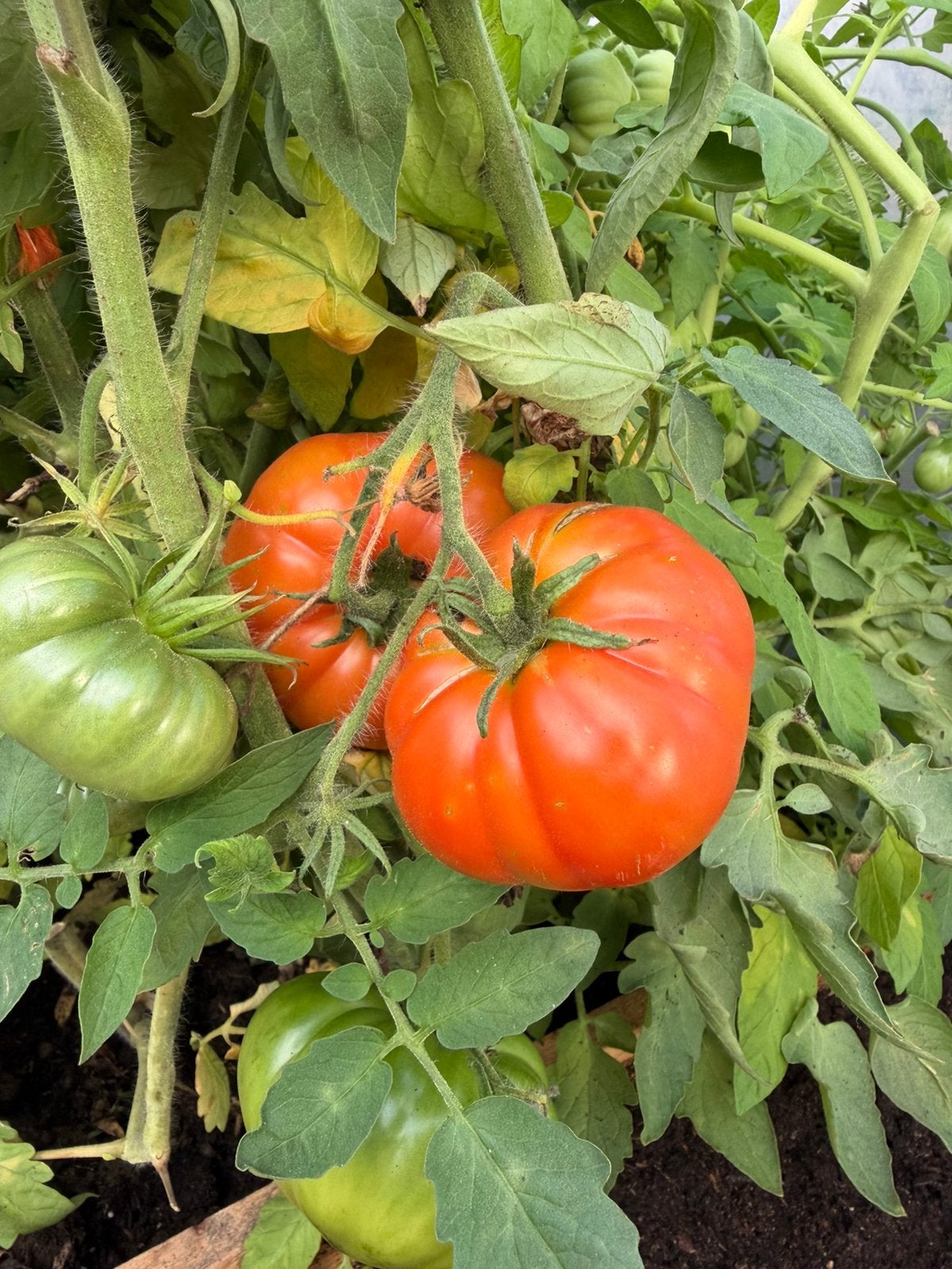 100 tomatenzaadjes, Tuin en Terras, Ophalen of Verzenden