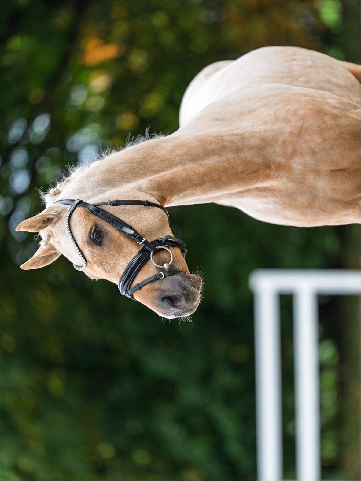 E pony gezocht
