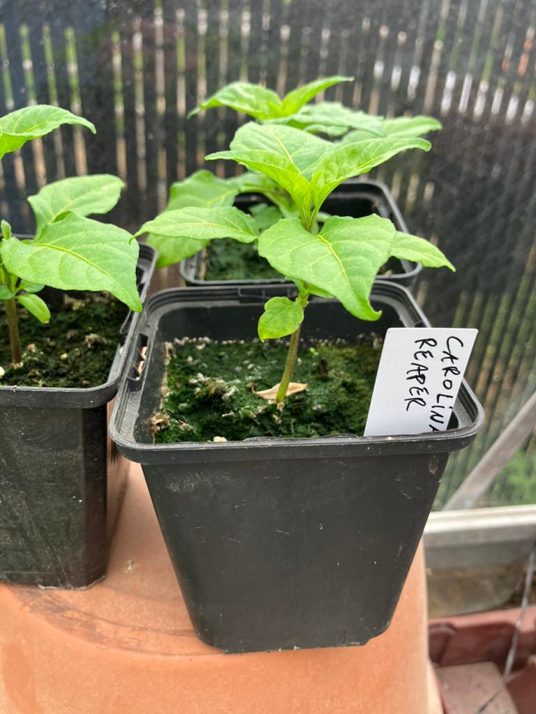 Peperplantjes Carolina Reaper Madame Jeanette, Tuin en Terras, Planten | Tuinplanten, Ophalen of Verzenden, Groenteplanten, Volle zon
